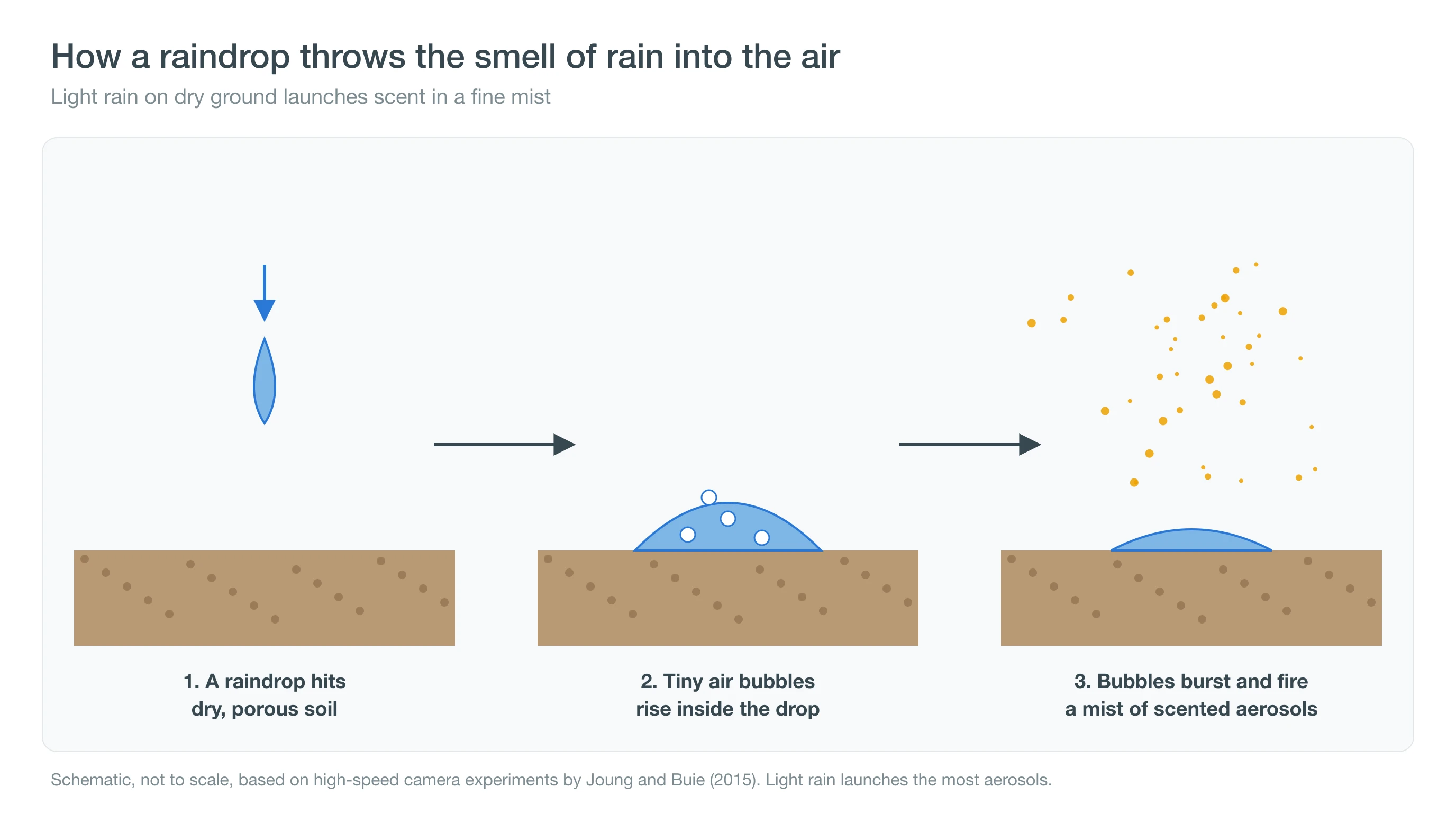 Diagram of a raindrop hitting dry soil, trapping bubbles that burst and release scent into the air