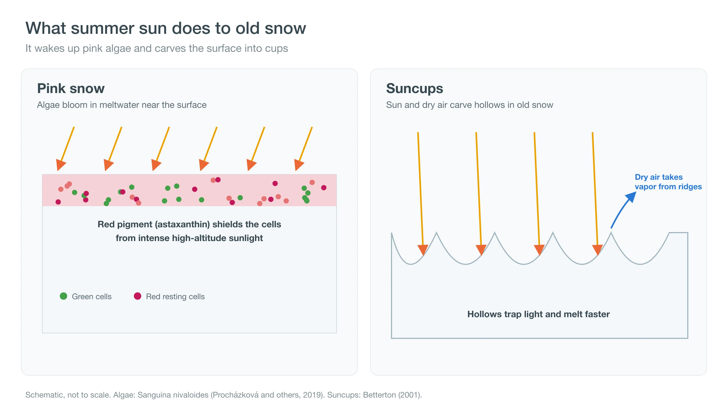 Diagram of snow algae turning red near the snow surface and of sunlight carving suncups into a snowfield